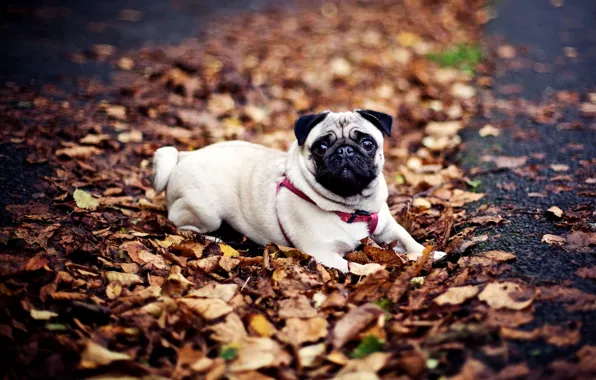 Picture autumn, leaves, dog, pug