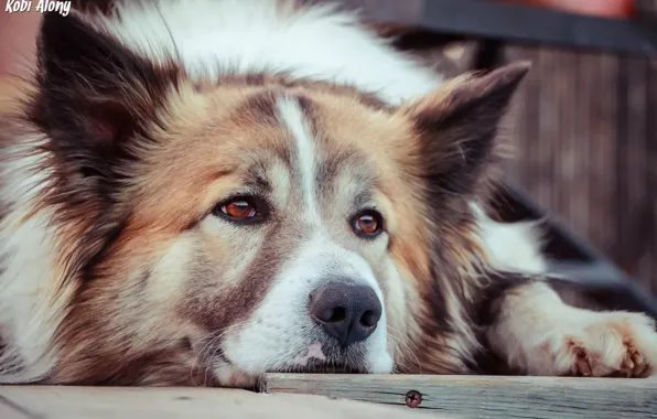 Picture look, each, devotion, dog, dog