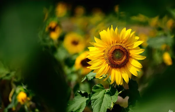 Picture summer, yellow, sunflower, focus, blur, Sunny