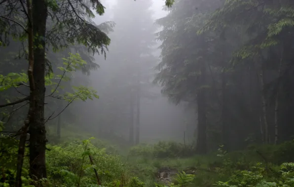 Picture forest, trees, nature, fog