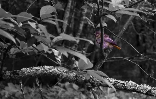 Forest, bird, feathers, one, color