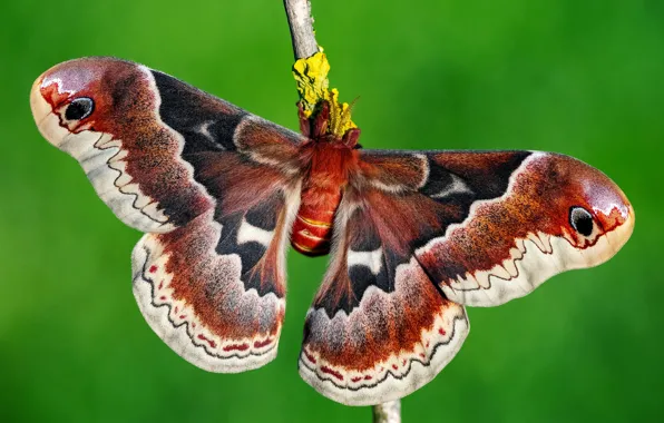 Macro, green, background, butterfly, branch, insect, red, wings