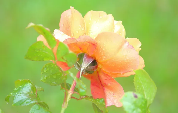 Leaves, drops, macro, rose, green background, yellow