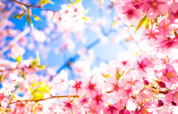 Petals, Sakura, flowering