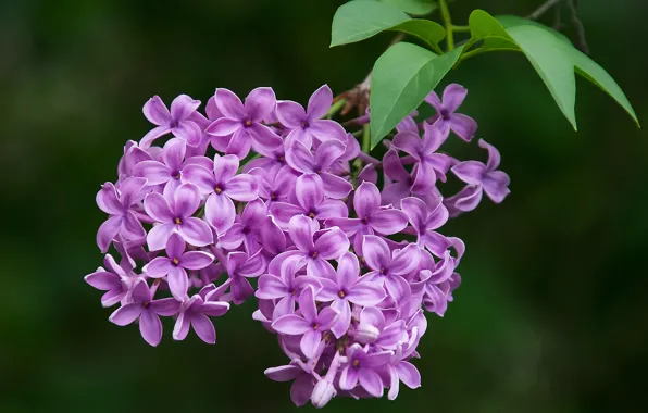Macro, background, branch, bunch, lilac