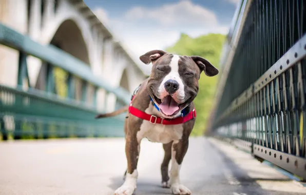 Picture face, each, dog, handsome