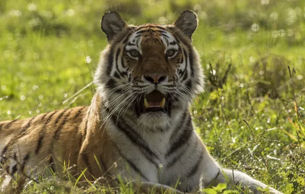 Picture look, nature, tiger