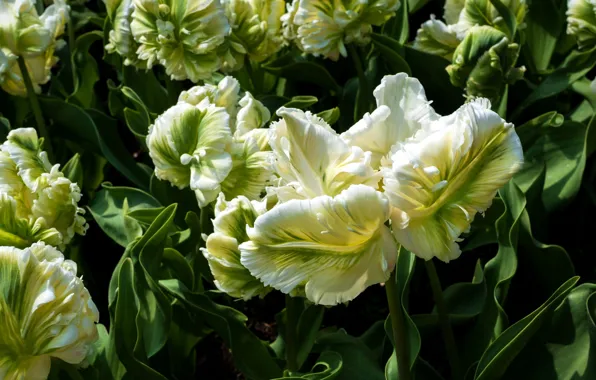 Tulips, flowerbed, green