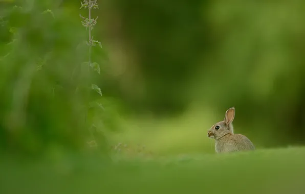 Greens, grass, look, nature, grey, glade, hare, rabbit