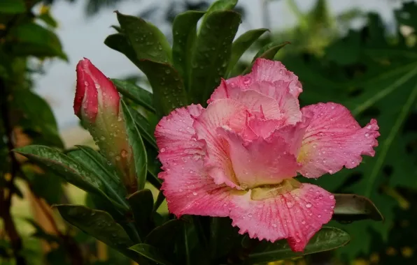 Picture flower, leaves, drops, pink, Bud