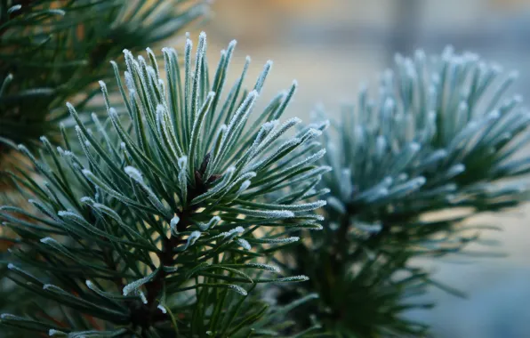 Green, pine, twig