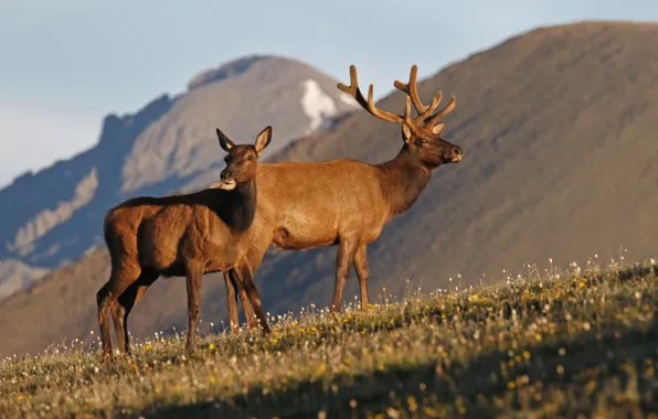 Picture mountains, nature, horns, deer, Wapiti