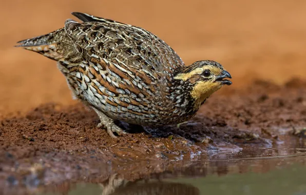 Nature, bird, virgin American partridge