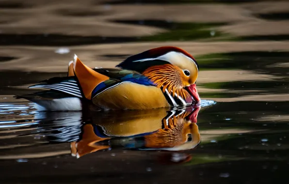 Picture water, reflection, duck, beak, pond, swimming, bright plumage, tangerine
