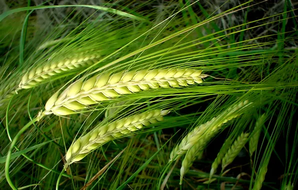 Rye, ears, Green