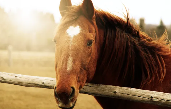 Animals, face, the sun, background, horse, widescreen, Wallpaper, horse