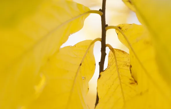 Picture yellow, Autumn, leaves