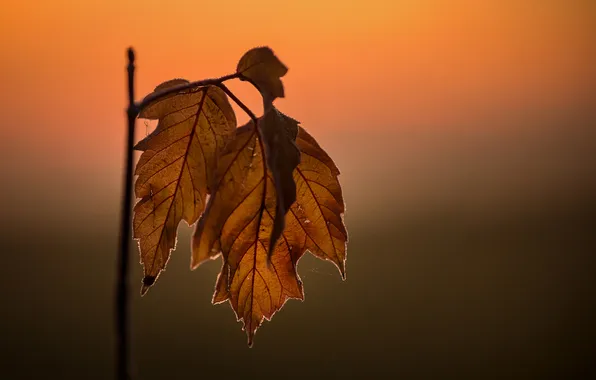 Autumn, leaves, nature