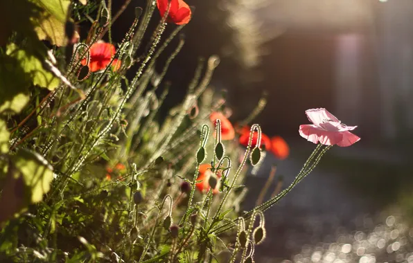 Summer, nature, Maki