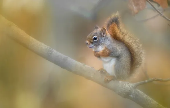 Background, branch, protein, squirrel