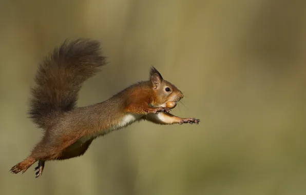 Picture flight, jump, protein, tail, animal, rodent, nut