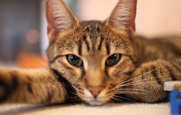 Cat, cat, selfie