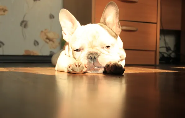 Picture the sun, lies, French bulldog, French Bulldog