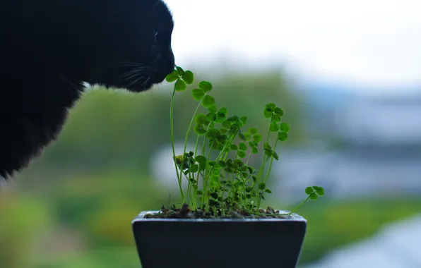 Greens, cat, macro, flowers, green, black, plant, nose