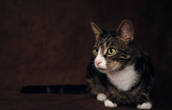 Picture cat, look, pose, the dark background, lies, green eyes