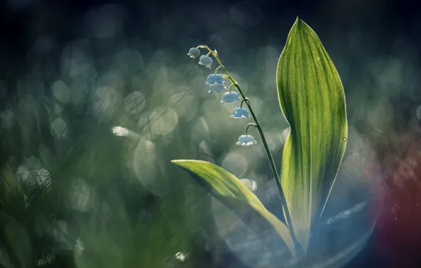 Picture flower, nature, Lily of the valley