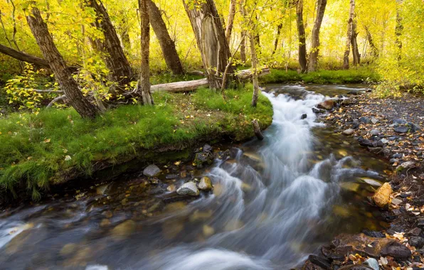 Autumn, forest, grass, trees, pebbles, stream, stones, trunks