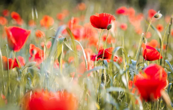 Picture greens, field, summer, grass, light, flowers, red, nature