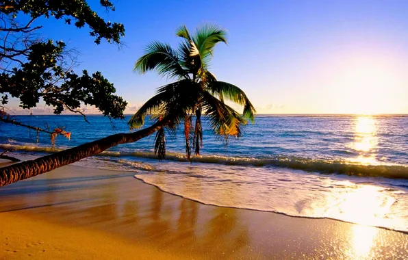 Picture palm trees, the ocean, shore