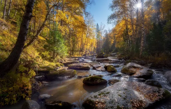 Picture autumn, forest, the sun, rays, trees, landscape, nature, stones