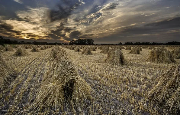 Picture field, the evening, twilight, sheaves, the harvest