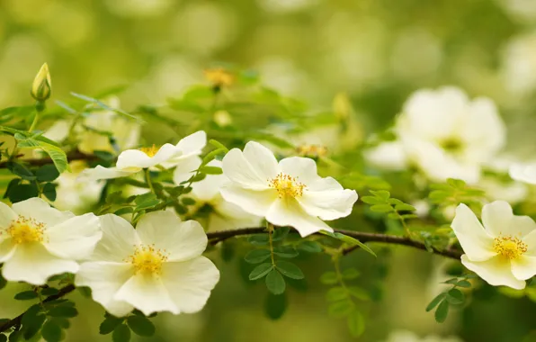 White, macro, flowers, branches, briar