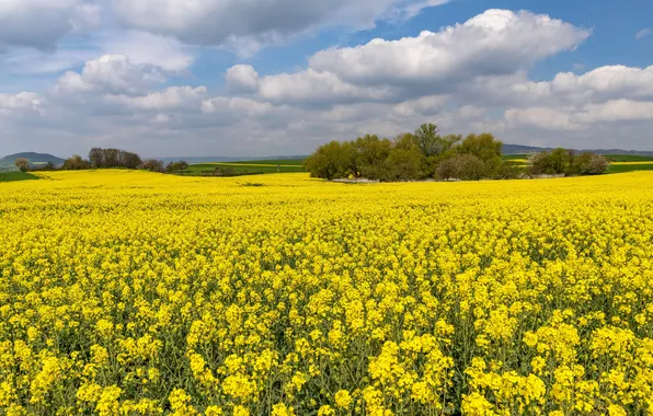Forest, the sky, clouds, flowers, blue, spring, dal, yellow
