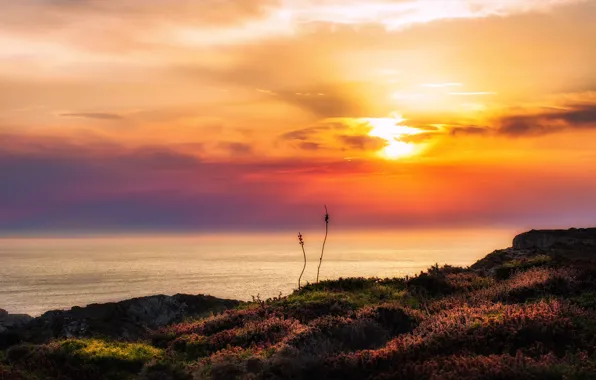 The sun, sunset, shore, pond, sunset sky, Heather