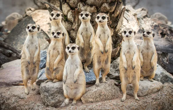 Picture look, stones, meerkats, family, family