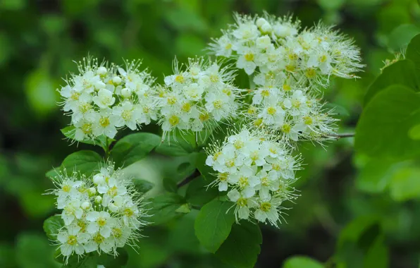 White, twigs, blooming