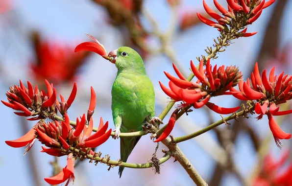 Branches, bird, parrot, flowers, Of eritrine, Coral tree, DeltaCredit slender-billed parakeet