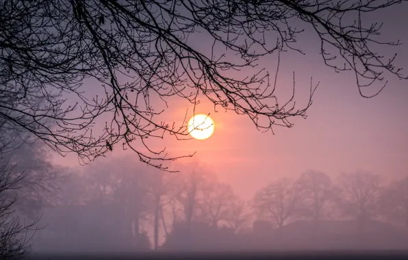 Winter, the sun, sunset, branches, fog