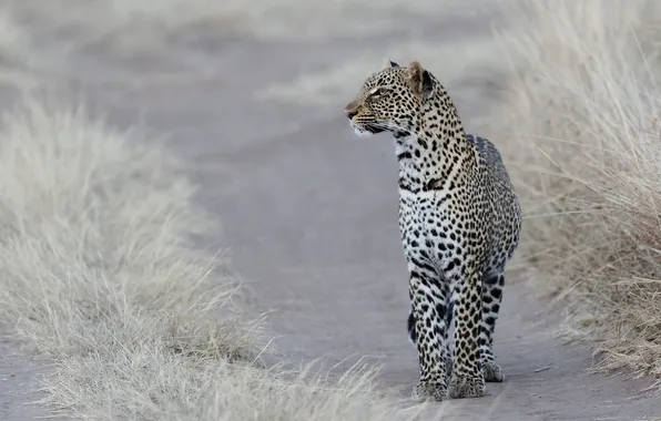 Picture cat, look, leopard, profile