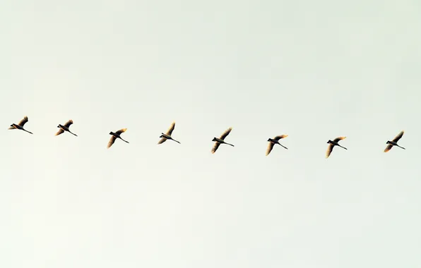 The sky, flight, bird, minimalism