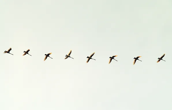 The sky, birds, minimalism, flight