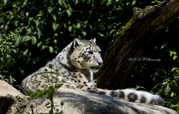 Picture light, stay, stone, predator, IRBIS, snow leopard
