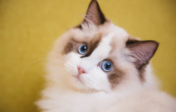 Cat, white, cat, look, face, yellow, background, portrait