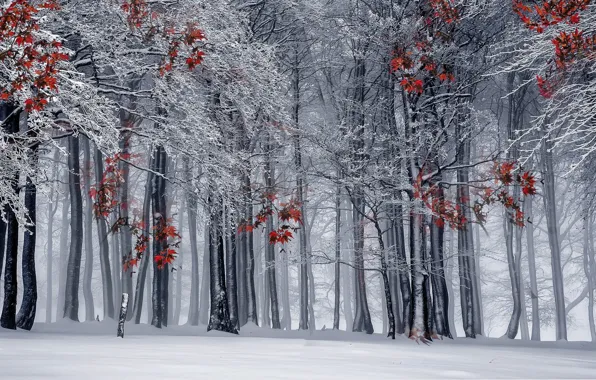 Winter, forest, nature