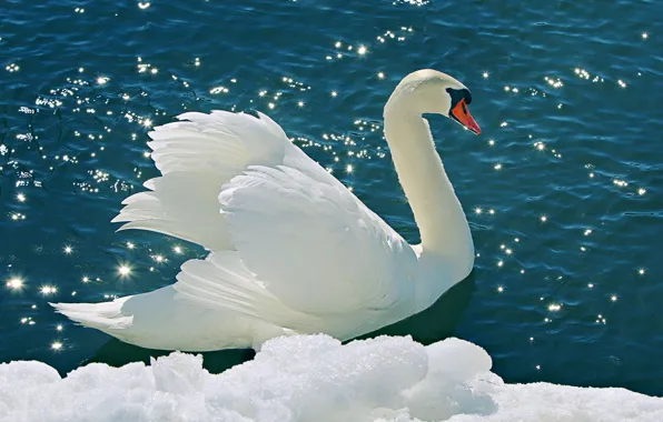 Picture water, snow, nature, nature, water, white Swan, tender, Snow Swan