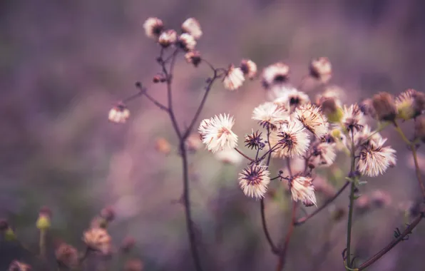 Plant, Plants, Flora, Plants, Close-up, Flora, Plant, Markus Spiske